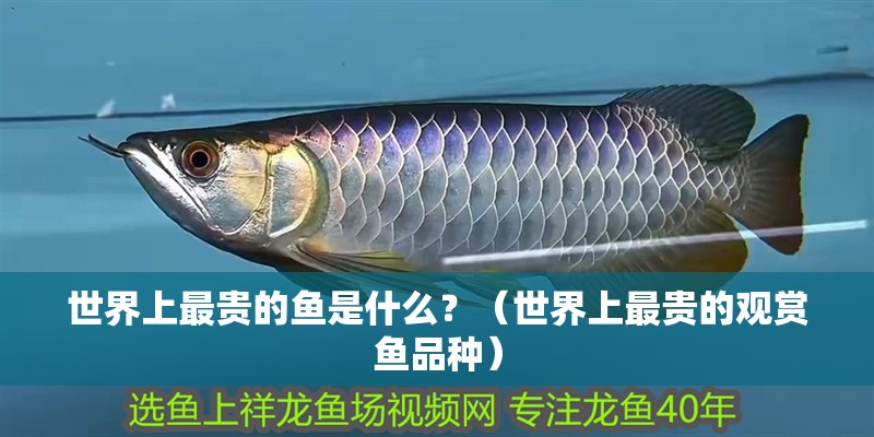 世界上最貴的魚是什么？（世界上最貴的觀賞魚品種）