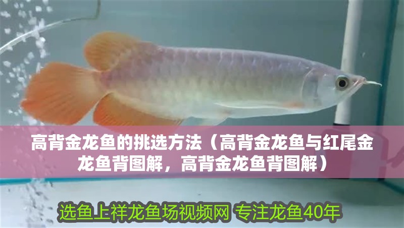 高背金龍魚的挑選方法（高背金龍魚與紅尾金龍魚背圖解，高背金龍魚背圖解） 高背金龍魚的挑選方法（高背金龍魚與紅尾金龍魚背圖解，高背金龍魚背圖解） 觀賞魚百科