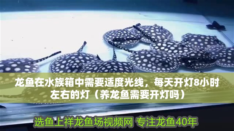 龍魚在水族箱中需要適度光線，每天開燈8小時左右的燈（養龍魚需要開燈嗎）