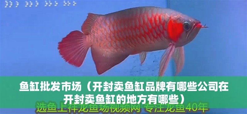 魚缸批發市場（開封賣魚缸品牌有哪些公司在開封賣魚缸的地方有哪些）