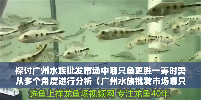 探討廣州水族批發市場中哪只魚更勝一籌時需從多個角度進行分析（廣州水族批發市場哪只魚更勝一籌）