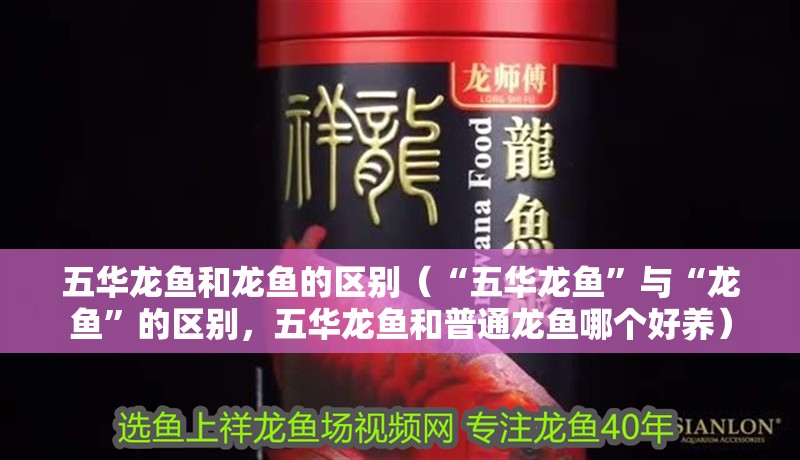 五華龍魚和龍魚的區(qū)別（“五華龍魚”與“龍魚”的區(qū)別，五華龍魚和普通龍魚哪個好養(yǎng)）