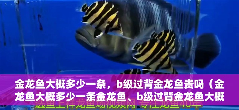 金龍魚大概多少一條，b級過背金龍魚貴嗎（金龍魚大概多少一條金龍魚、b級過背金龍魚大概多少一條）