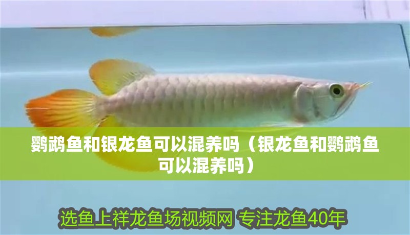 鸚鵡魚和銀龍魚可以混養嗎（銀龍魚和鸚鵡魚可以混養嗎）