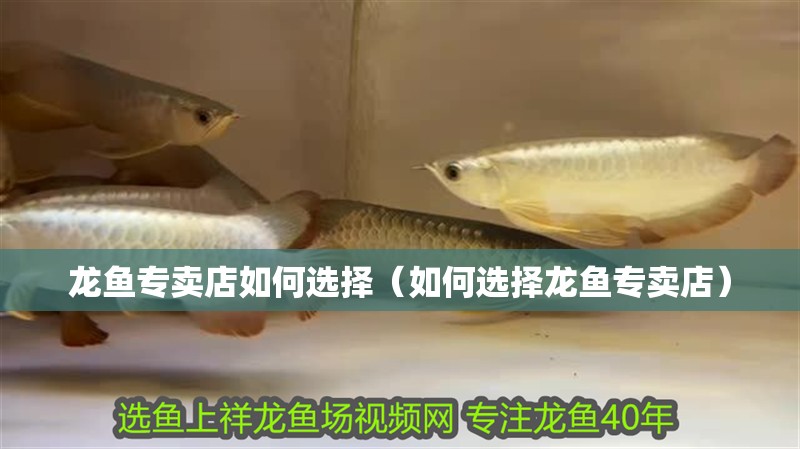 龍魚專賣店如何選擇（如何選擇龍魚專賣店）
