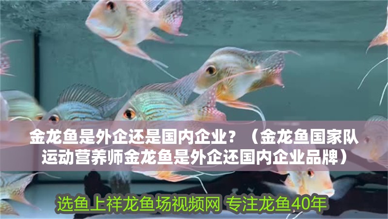 金龍魚是外企還是國內(nèi)企業(yè)？（金龍魚國家隊(duì)運(yùn)動(dòng)營養(yǎng)師金龍魚是外企還國內(nèi)企業(yè)品牌）