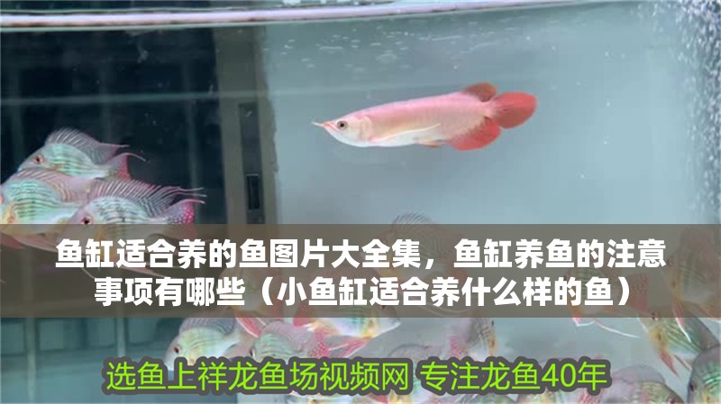 魚缸適合養的魚圖片大全集，魚缸養魚的注意事項有哪些（小魚缸適合養什么樣的魚）