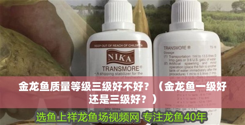 金龍魚(yú)質(zhì)量等級(jí)三級(jí)好不好？（金龍魚(yú)一級(jí)好還是三級(jí)好？） 金龍魚(yú)質(zhì)量等級(jí)三級(jí)好不好？（金龍魚(yú)一級(jí)好還是三級(jí)好？） 觀賞魚(yú)百科 第2張