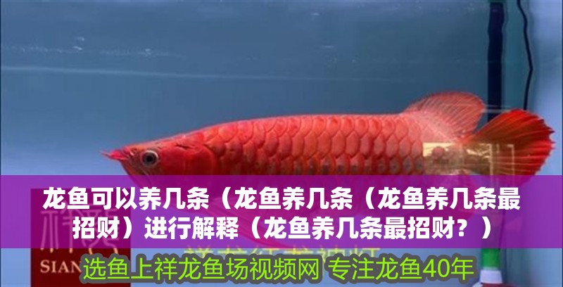 龍魚可以養幾條（龍魚養幾條（龍魚養幾條最招財）進行解釋（龍魚養幾條最招財？）