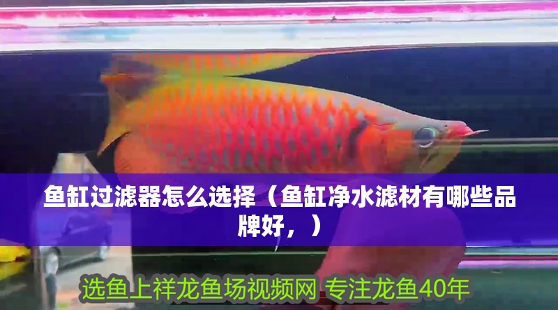 魚缸過濾器怎么選擇（魚缸凈水濾材有哪些品牌好，）