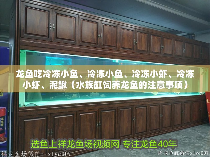 龍魚吃冷凍小魚、冷凍小魚、冷凍小蝦、冷凍小蝦、泥鰍（水族缸飼養龍魚的注意事項）