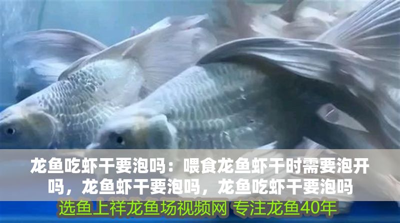 龍魚吃蝦干要泡嗎：喂食龍魚蝦干時需要泡開嗎，龍魚蝦干要泡嗎，龍魚吃蝦干要泡嗎