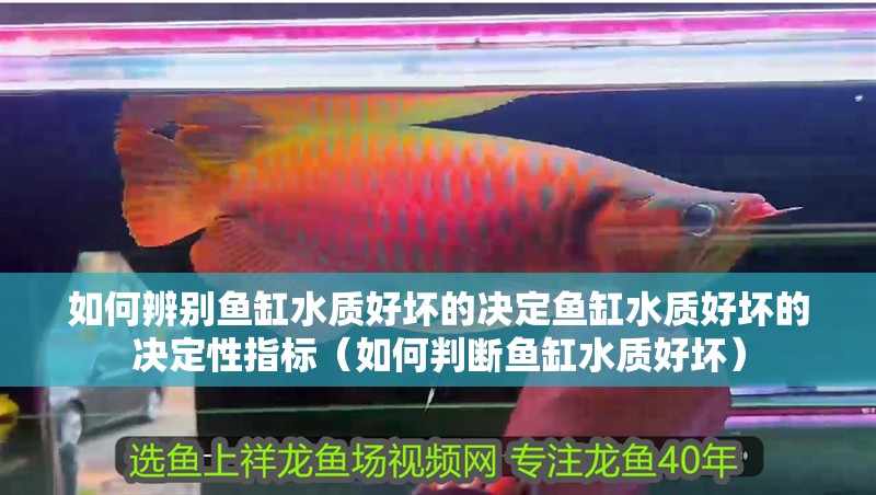 如何辨別魚缸水質(zhì)好壞的決定魚缸水質(zhì)好壞的決定性指標(biāo)（如何判斷魚缸水質(zhì)好壞）