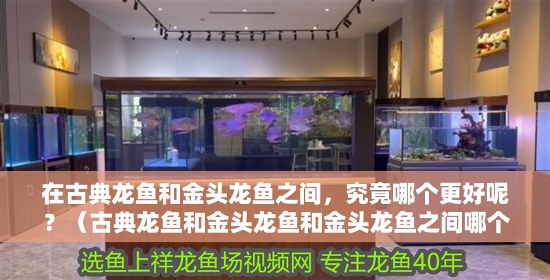 在古典龍魚和金頭龍魚之間，究竟哪個更好呢？（古典龍魚和金頭龍魚和金頭龍魚之間哪個更適合養殖）