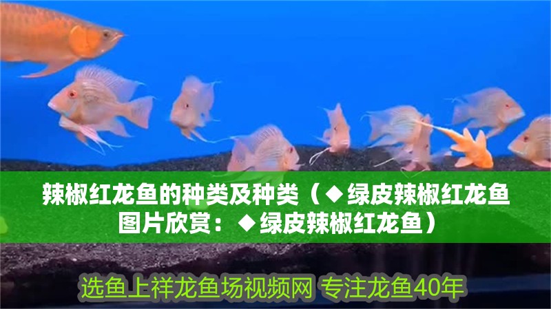 辣椒紅龍魚的種類及種類（◆綠皮辣椒紅龍魚圖片欣賞：◆綠皮辣椒紅龍魚）