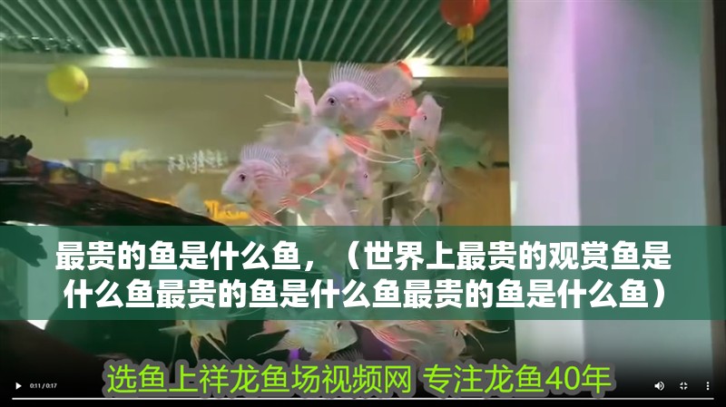 最貴的魚是什么魚，（世界上最貴的觀賞魚是什么魚最貴的魚是什么魚最貴的魚是什么魚）