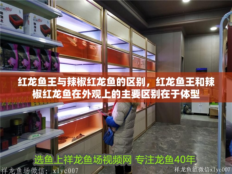 紅龍魚王與辣椒紅龍魚的區別，紅龍魚王和辣椒紅龍魚在外觀上的主要區別在于體型 紅龍魚王與辣椒紅龍魚的區別，紅龍魚王和辣椒紅龍魚在外觀上的主要區別在于體型 觀賞魚百科
