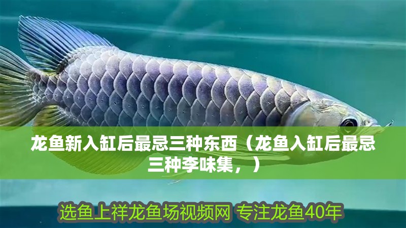 龍魚新入缸后最忌三種東西（龍魚入缸后最忌三種李味集，）