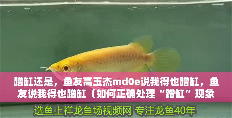 蹭缸還是，魚友高玉杰md0e說我得也蹭缸，魚友說我得也蹭缸（如何正確處理“蹭缸”現(xiàn)象）