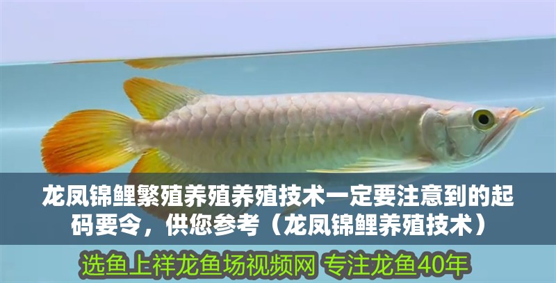 龍鳳錦鯉繁殖養殖養殖技術一定要注意到的起碼要令，供您參考（龍鳳錦鯉養殖技術）