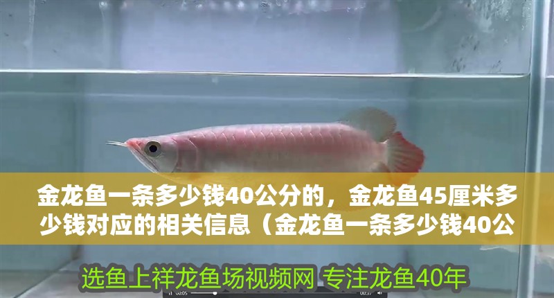 金龍魚一條多少錢40公分的，金龍魚45厘米多少錢對應的相關信息（金龍魚一條多少錢40公分的）