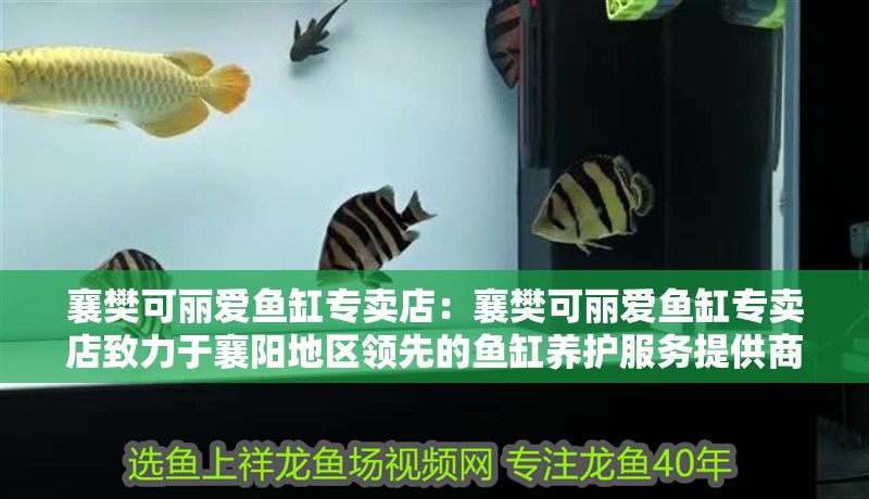 襄樊可麗愛魚缸專賣店：襄樊可麗愛魚缸專賣店致力于襄陽地區領先的魚缸養護服務提供商