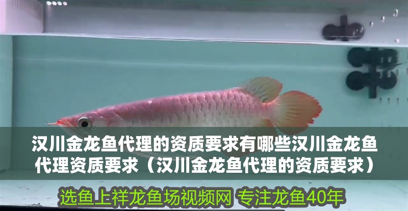 漢川金龍魚代理的資質要求有哪些漢川金龍魚代理資質要求（漢川金龍魚代理的資質要求）