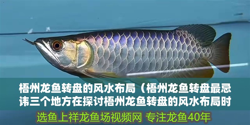 梧州龍魚轉盤的風水布局（梧州龍魚轉盤最忌諱三個地方在探討梧州龍魚轉盤的風水布局時）