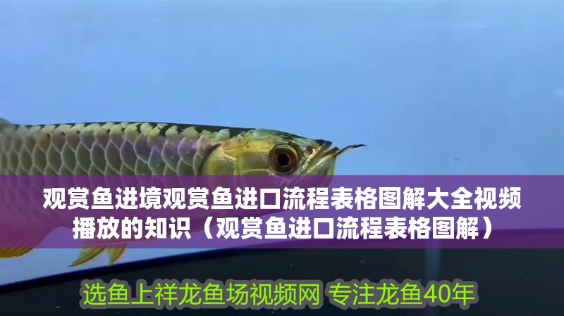 觀賞魚進境觀賞魚進口流程表格圖解大全視頻播放的知識（觀賞魚進口流程表格圖解）
