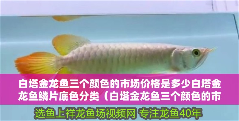 白塔金龍魚三個顏色的市場價格是多少白塔金龍魚鱗片底色分類（白塔金龍魚三個顏色的市場價格是多少）