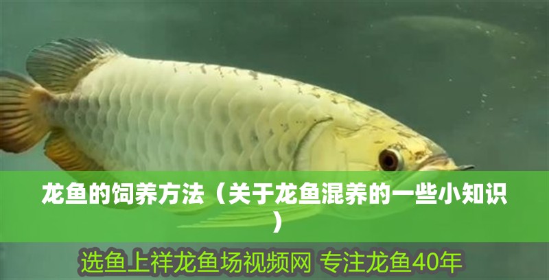 龍魚的飼養(yǎng)方法（關(guān)于龍魚混養(yǎng)的一些小知識(shí)）