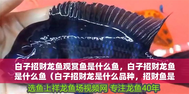 白子招財龍魚觀賞魚是什么魚，白子招財龍魚是什么魚（白子招財龍是什么品種，招財魚是什么品種？）