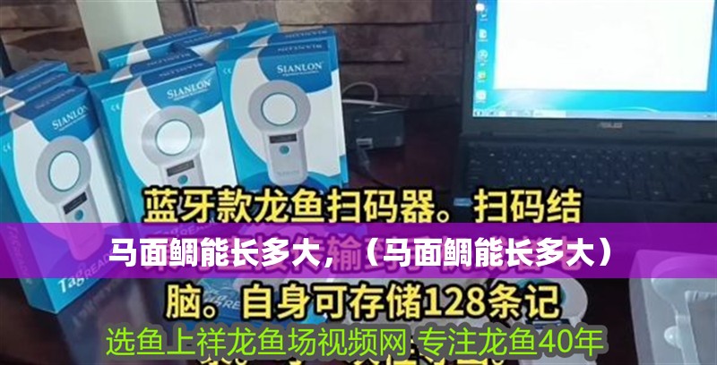 馬面鯛能長多大，（馬面鯛能長多大）