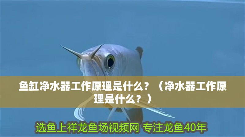 魚缸凈水器工作原理是什么？（凈水器工作原理是什么？）