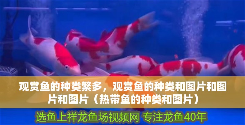 觀賞魚的種類繁多，觀賞魚的種類和圖片和圖片和圖片（熱帶魚的種類和圖片）