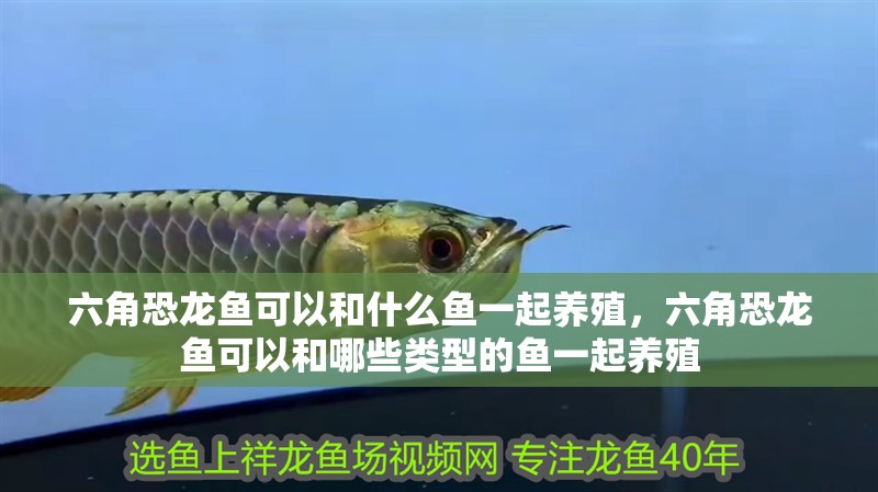 六角恐龍魚可以和什么魚一起養(yǎng)殖，六角恐龍魚可以和哪些類型的魚一起養(yǎng)殖 六角恐龍魚可以和什么魚一起養(yǎng)殖，六角恐龍魚可以和哪些類型的魚一起養(yǎng)殖 觀賞魚百科