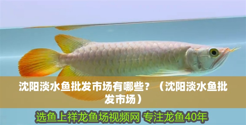沈陽淡水魚批發(fā)市場有哪些？（沈陽淡水魚批發(fā)市場）