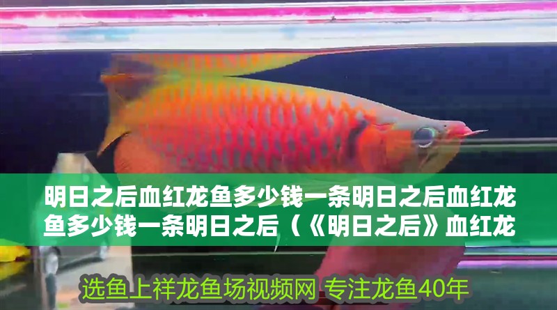 明日之后血紅龍魚多少錢一條明日之后血紅龍魚多少錢一條明日之后（《明日之后》血紅龍魚多少錢一條）