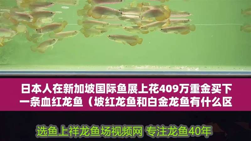 日本人在新加坡國際魚展上花409萬重金買下一條血紅龍魚（坡紅龍魚和白金龍魚有什么區別？）