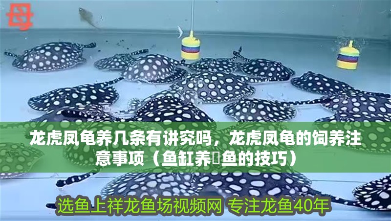 龍虎鳳龜養(yǎng)幾條有講究嗎，龍虎鳳龜?shù)娘曫B(yǎng)注意事項(xiàng)（魚(yú)缸養(yǎng)魟魚(yú)的技巧）