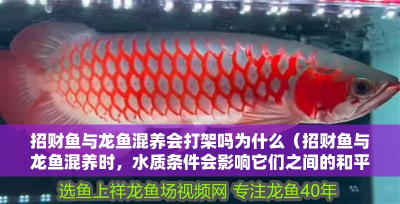 招財魚與龍魚混養會打架嗎為什么（招財魚與龍魚混養時，水質條件會影響它們之間的和平共處）