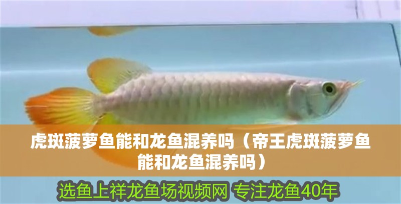 虎斑菠蘿魚能和龍魚混養嗎（帝王虎斑菠蘿魚能和龍魚混養嗎）