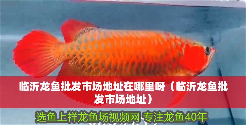 臨沂龍魚批發市場地址在哪里呀（臨沂龍魚批發市場地址）