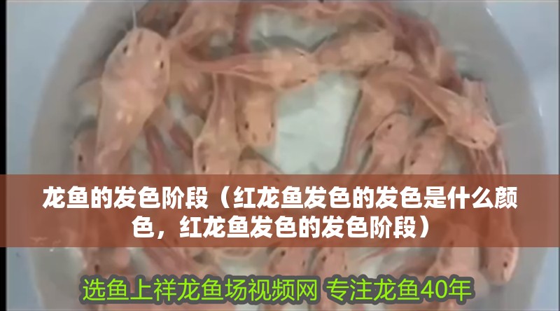 龍魚的發色階段（紅龍魚發色的發色是什么顏色，紅龍魚發色的發色階段）