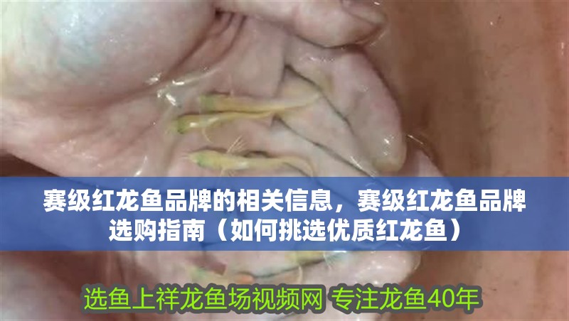 賽級紅龍魚品牌的相關(guān)信息，賽級紅龍魚品牌選購指南（如何挑選優(yōu)質(zhì)紅龍魚）