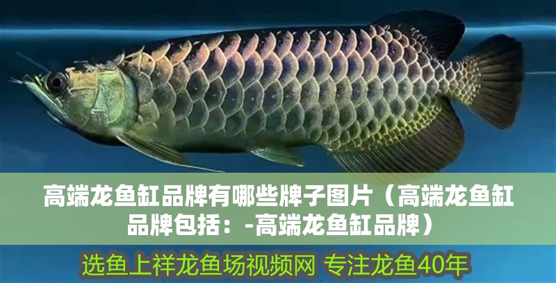 高端龍魚缸品牌有哪些牌子圖片（高端龍魚缸品牌包括：-高端龍魚缸品牌）
