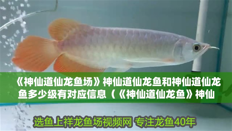 《神仙道仙龍魚場》神仙道仙龍魚和神仙道仙龍魚多少級有對應(yīng)信息（《神仙道仙龍魚》神仙道仙龍魚令怎么得）