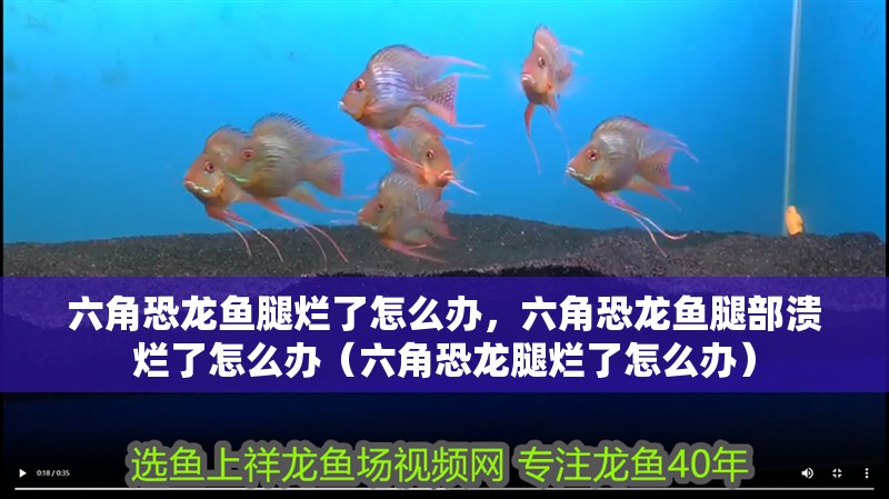 六角恐龍魚腿爛了怎么辦，六角恐龍魚腿部潰爛了怎么辦（六角恐龍腿爛了怎么辦） 六角恐龍魚腿爛了怎么辦，六角恐龍魚腿部潰爛了怎么辦（六角恐龍腿爛了怎么辦） 觀賞魚百科