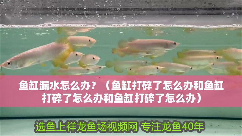 魚缸漏水怎么辦？（魚缸打碎了怎么辦和魚缸打碎了怎么辦和魚缸打碎了怎么辦）