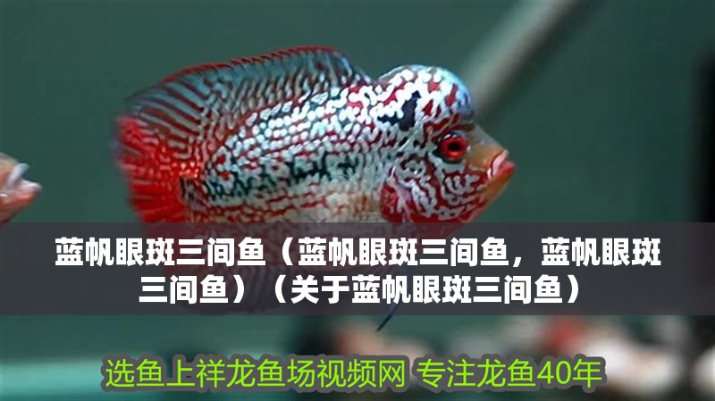 藍(lán)帆眼斑三間魚（藍(lán)帆眼斑三間魚，藍(lán)帆眼斑三間魚）（關(guān)于藍(lán)帆眼斑三間魚）